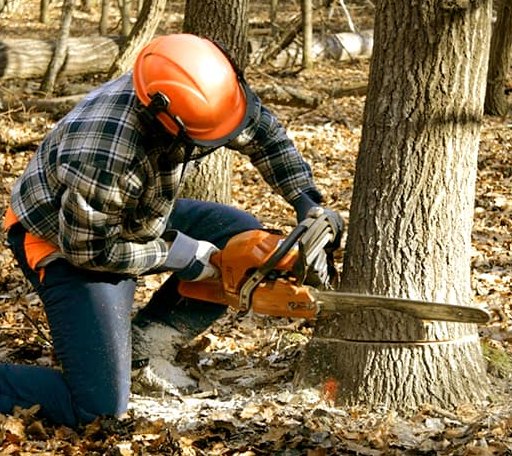 Tree Removal in Windom, TX